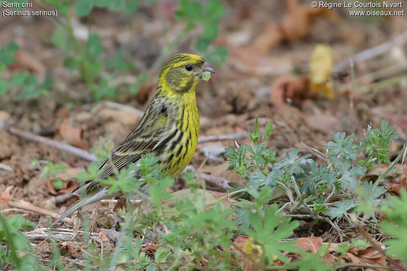 European Serin