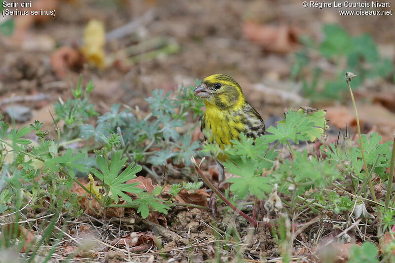 Serin cini mâle