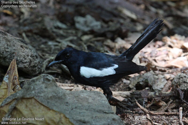 Seychelles Magpie-Robin