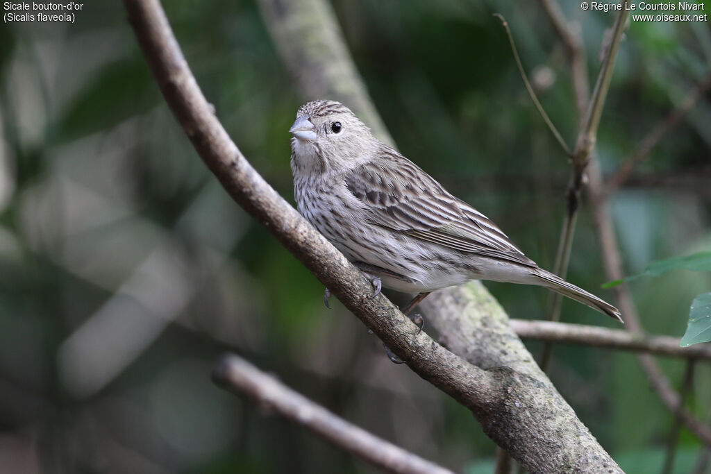 Sicale bouton-d'or femelle