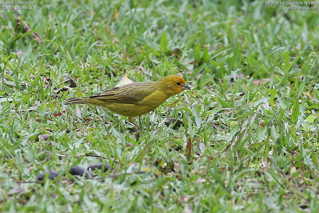 Sicale bouton-d'or mâle