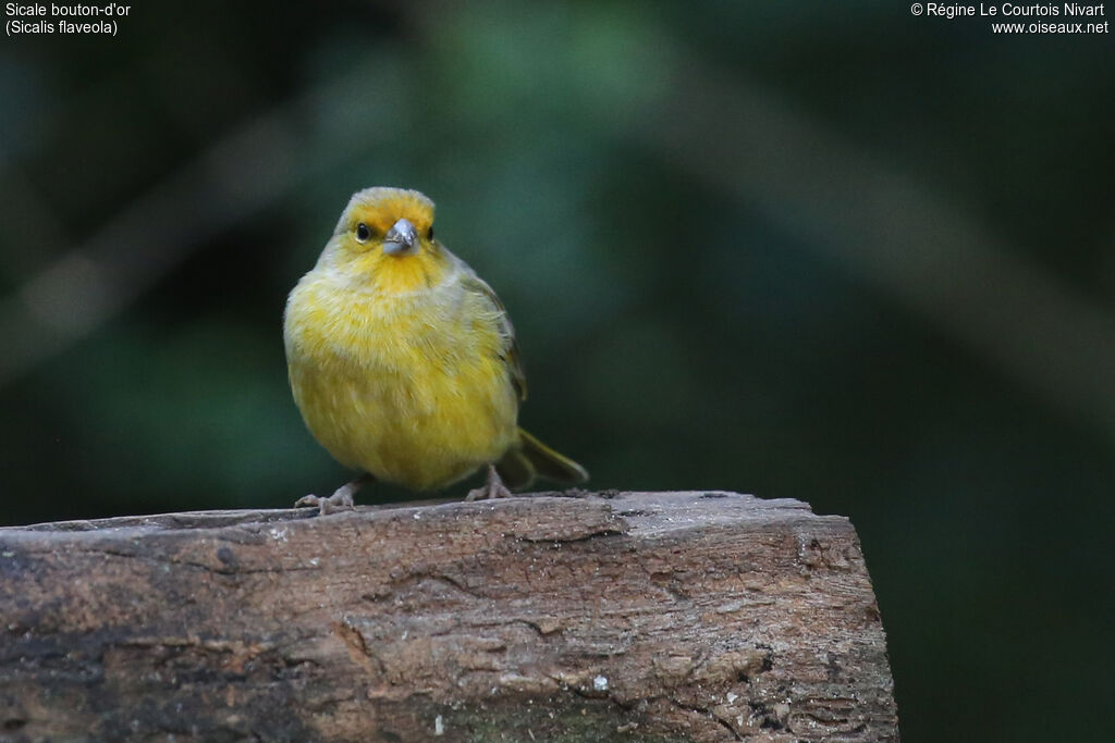 Saffron Finch male