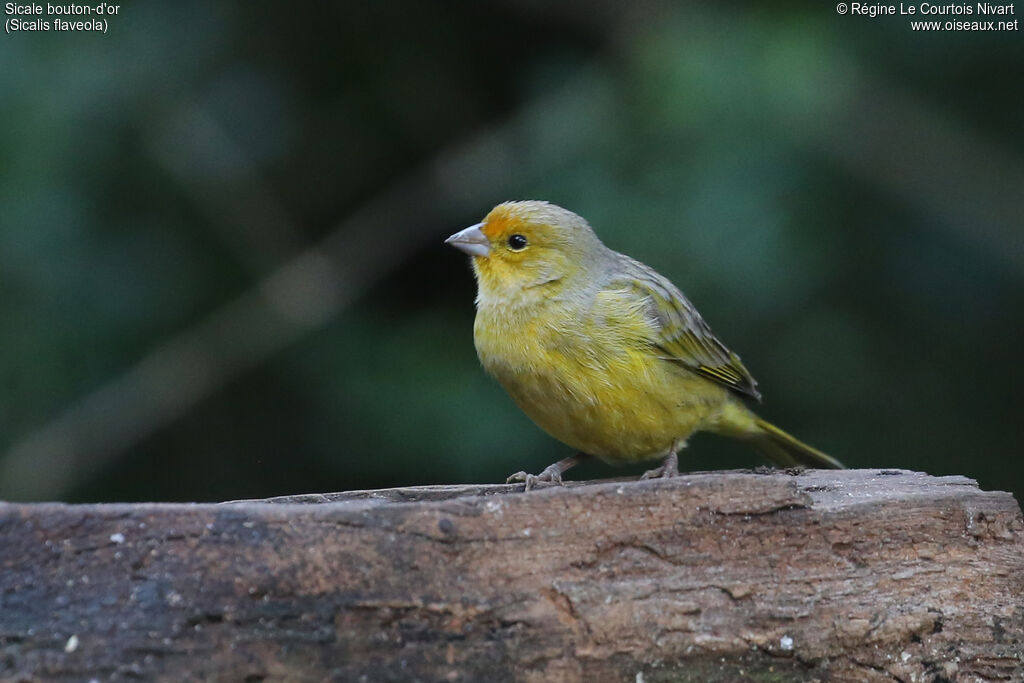 Saffron Finch male