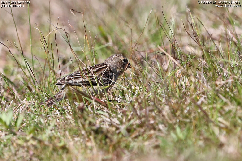 Grassland Yellow Finch