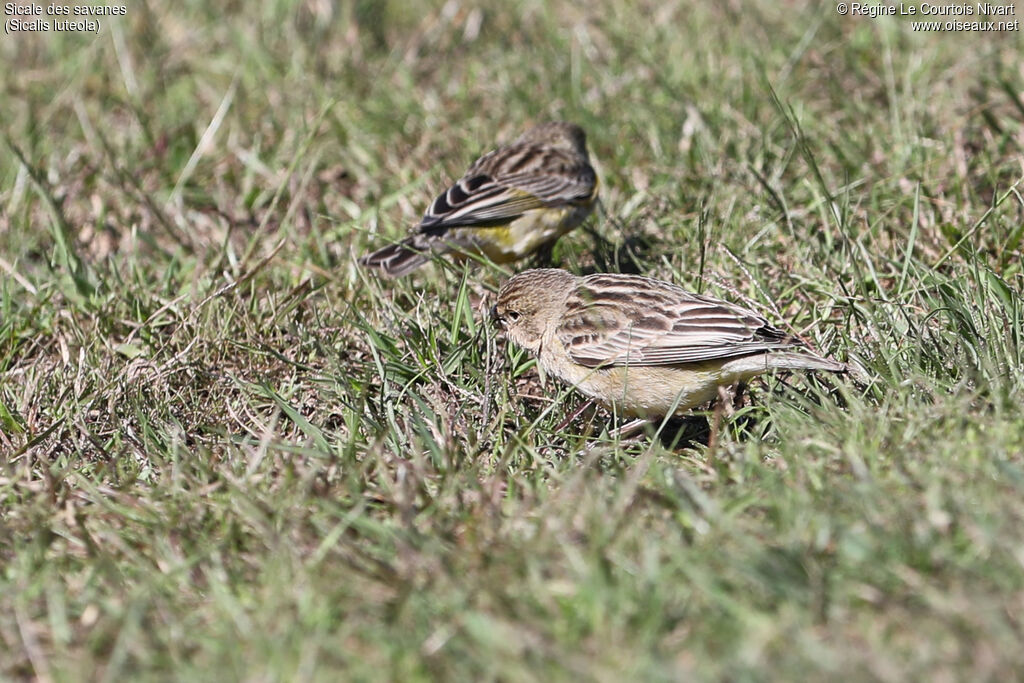 Grassland Yellow Finch