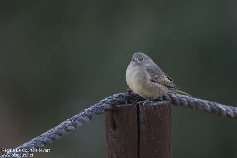 Greenish Yellow Finchjuvenile, identification