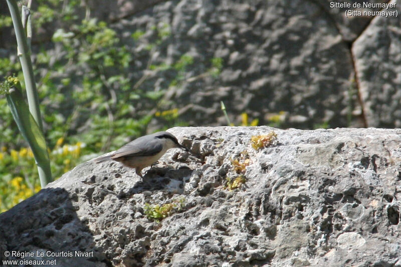 Western Rock Nuthatch