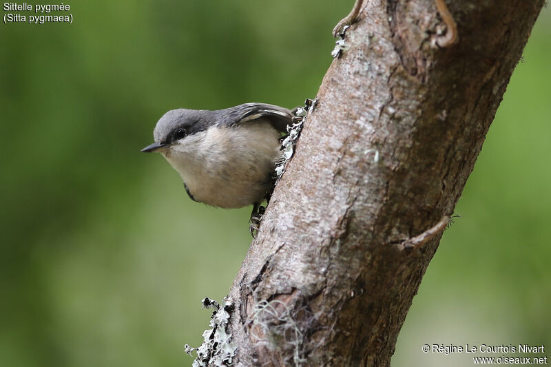 Pygmy Nuthatch