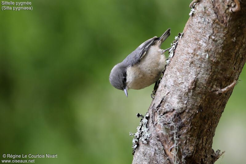 Pygmy Nuthatch