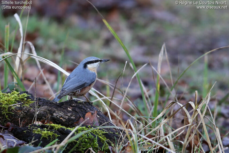 Eurasian Nuthatch