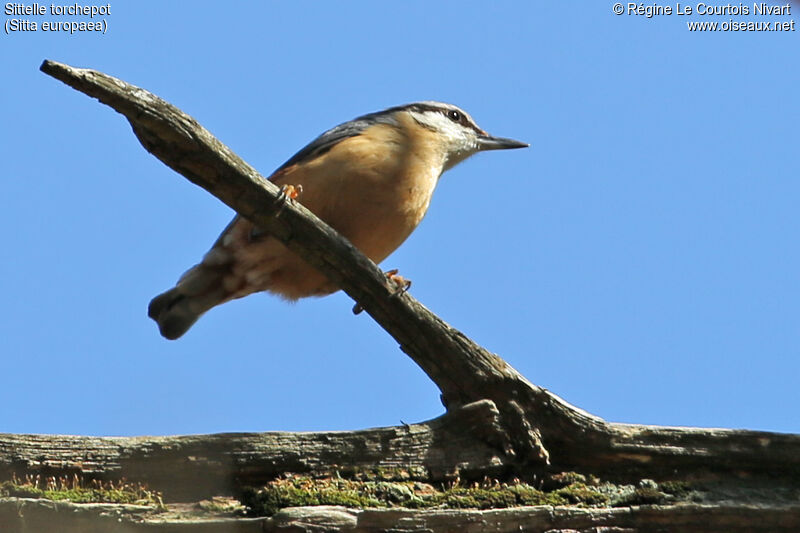 Eurasian Nuthatch