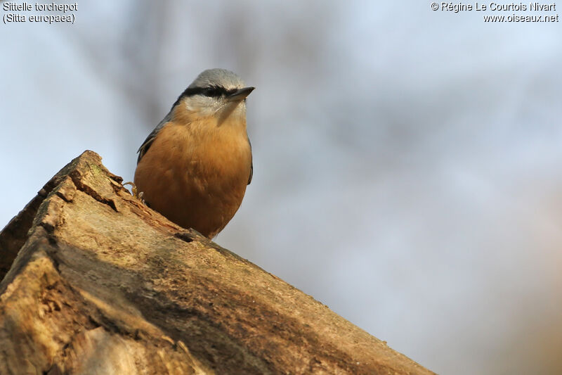 Eurasian Nuthatch