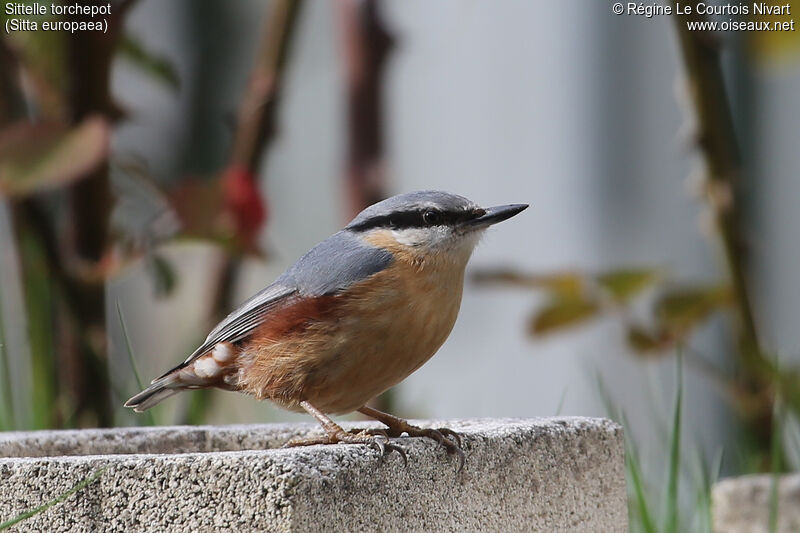 Eurasian Nuthatch