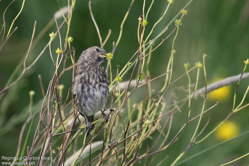 Common Redpoll female juvenile, feeding habits, eats