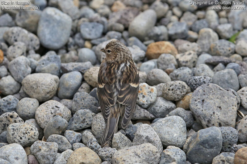 Redpoll