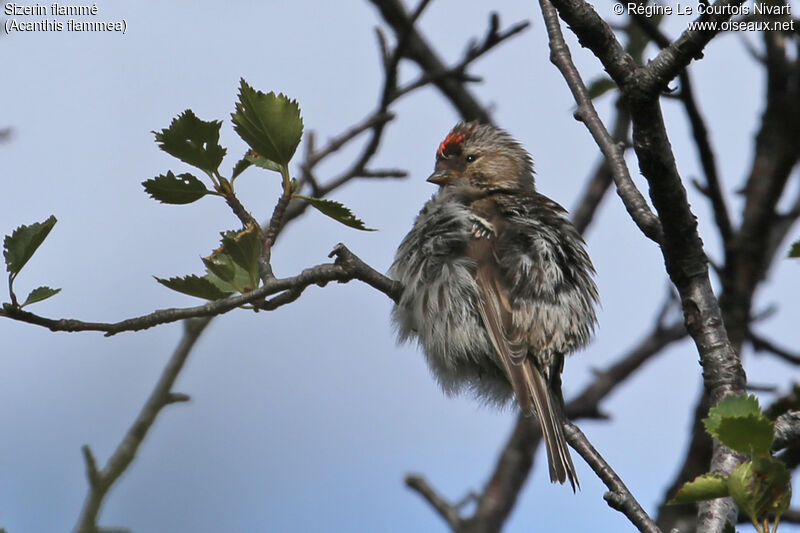 Redpoll