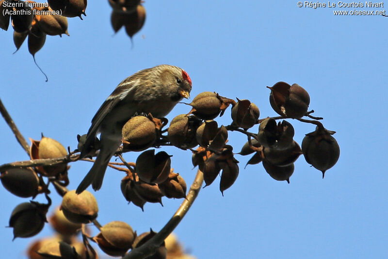 Redpoll