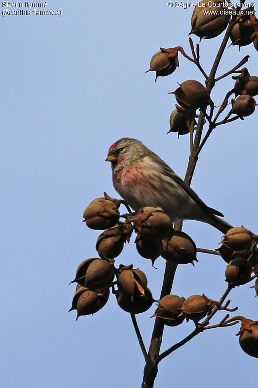 Redpoll