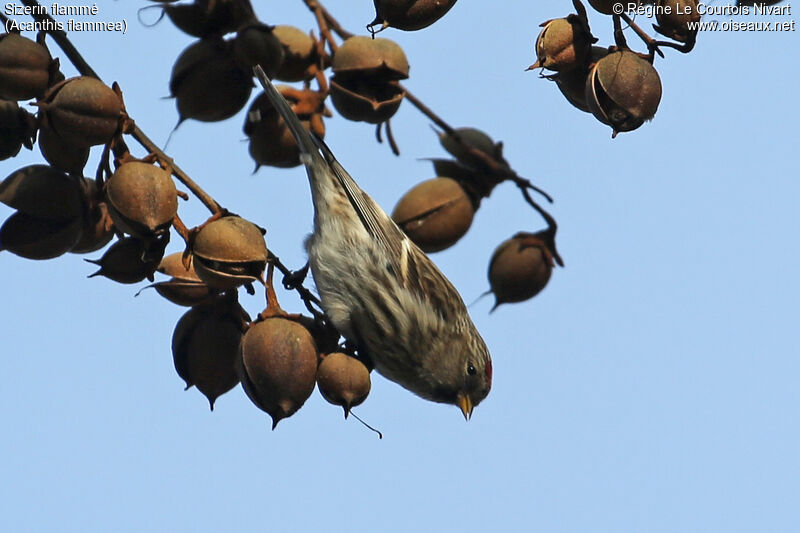 Redpoll