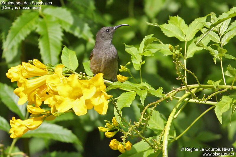 Seychelles Sunbird female