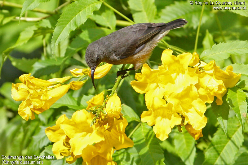 Seychelles Sunbird female