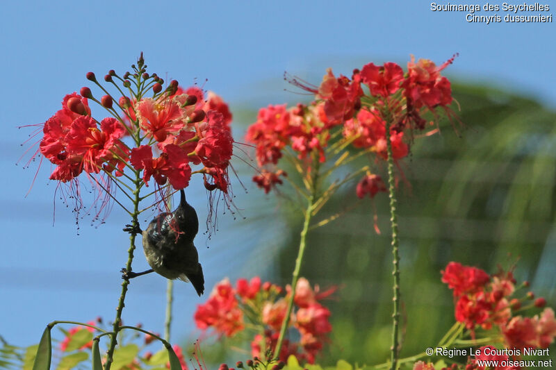 Seychelles Sunbird