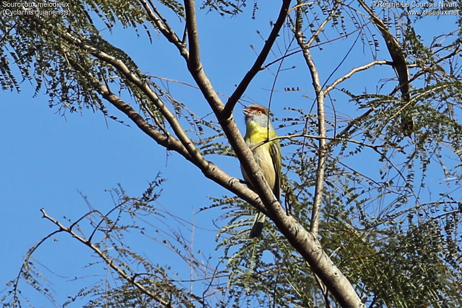 Sourciroux mélodieux