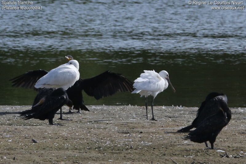 Eurasian Spoonbill