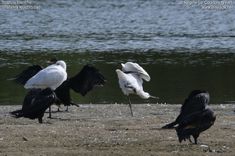 Eurasian Spoonbill, Behaviour