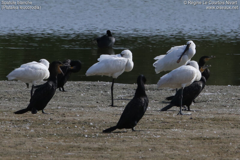 Eurasian Spoonbill