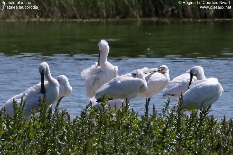 Eurasian Spoonbill