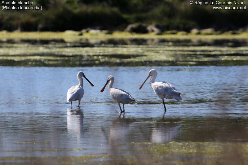 Eurasian Spoonbill