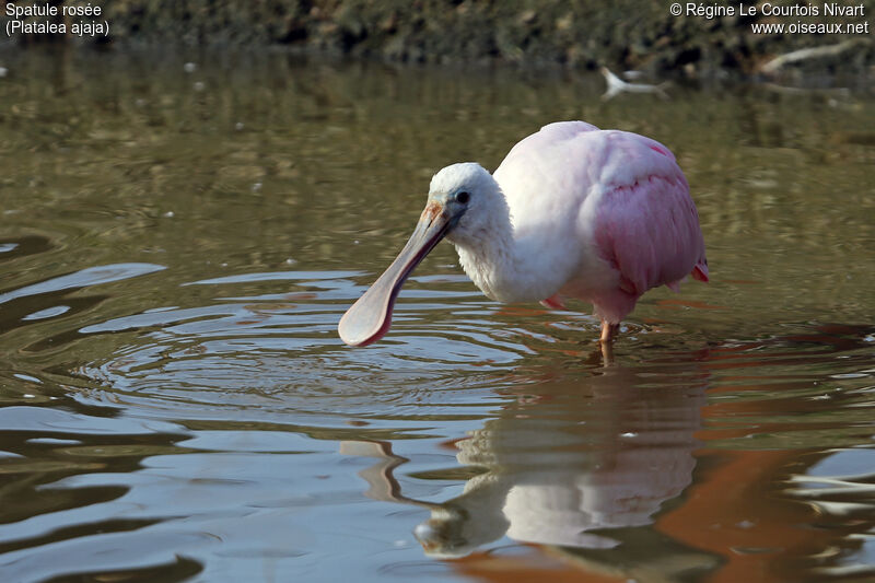 Roseate Spoonbill