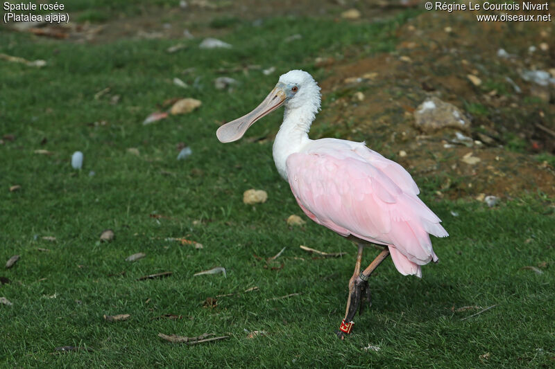 Roseate Spoonbill