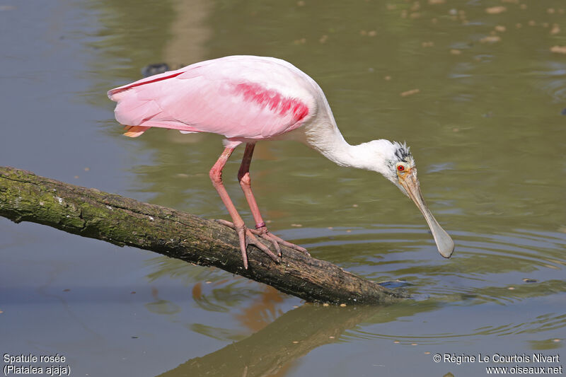 Roseate Spoonbill