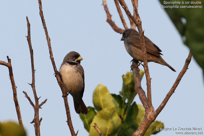 Double-collared Seedeater