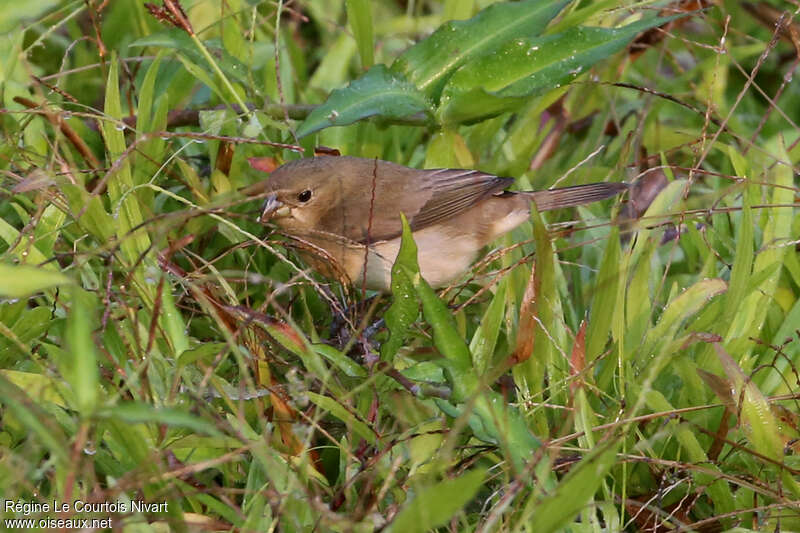 Double-collared Seedeater female adult, habitat, walking, eats