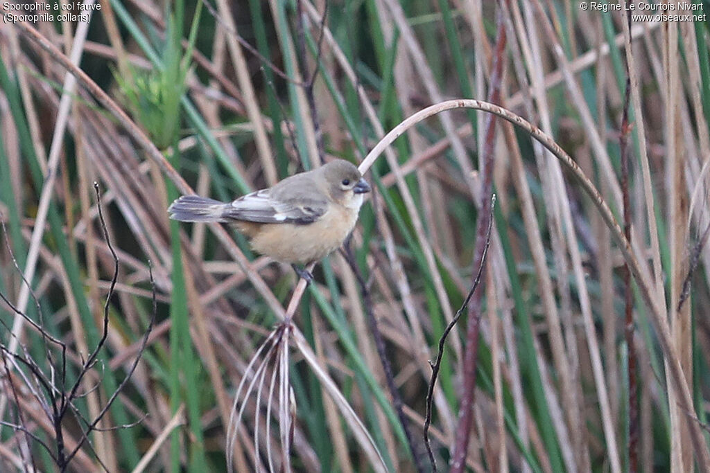Sporophile à col fauve