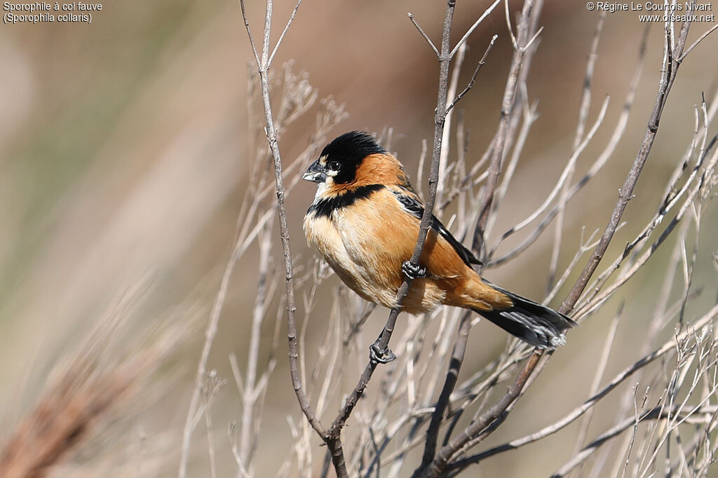 Sporophile à col fauve