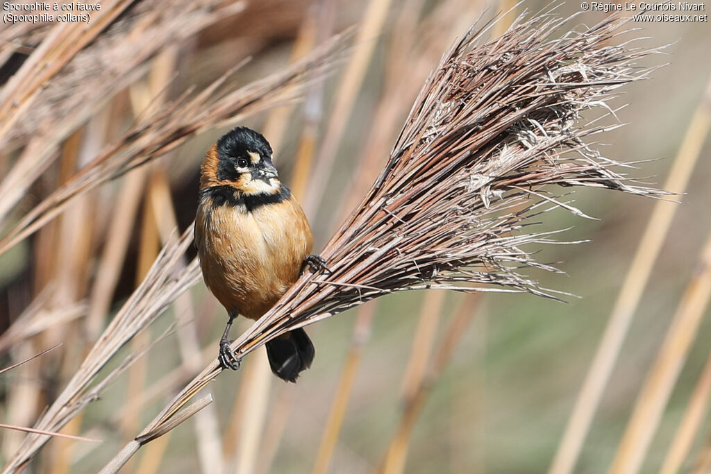 Sporophile à col fauve