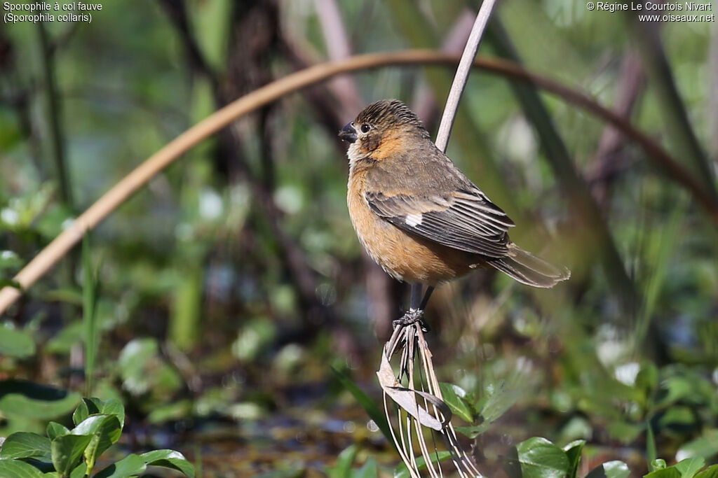 Sporophile à col fauve