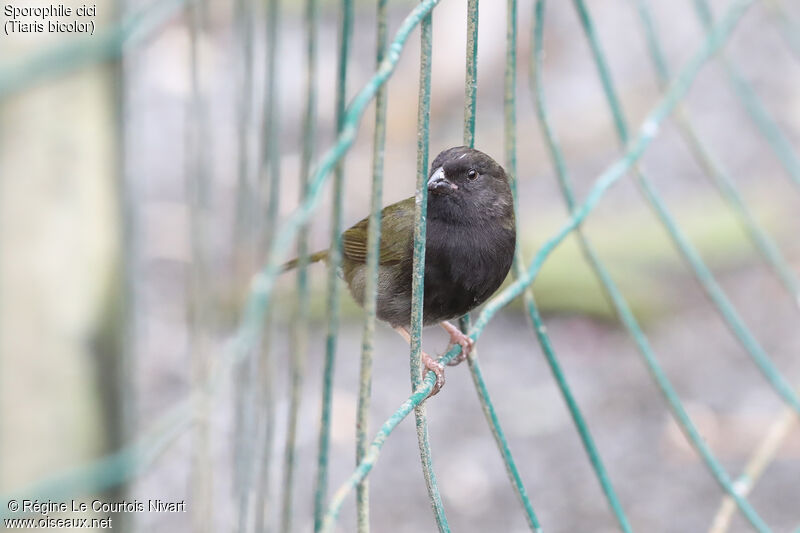 Black-faced Grassquit