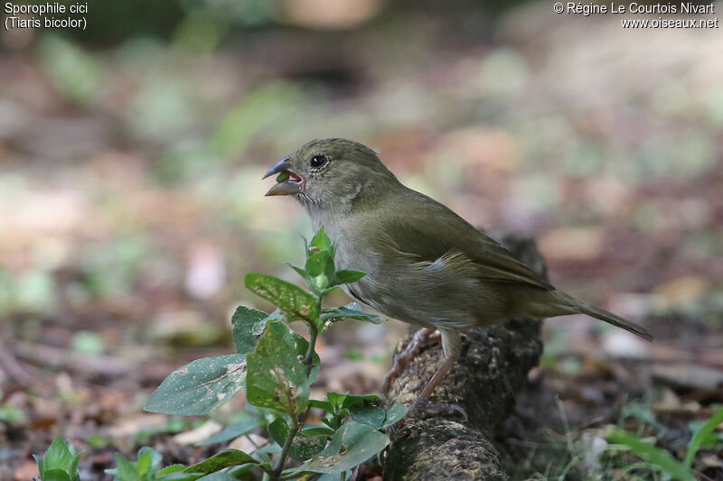 Black-faced Grassquit