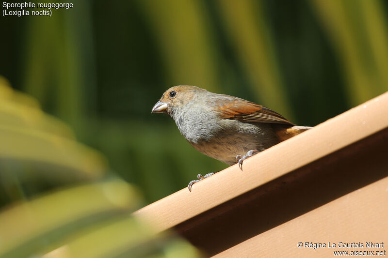 Lesser Antillean Bullfinch