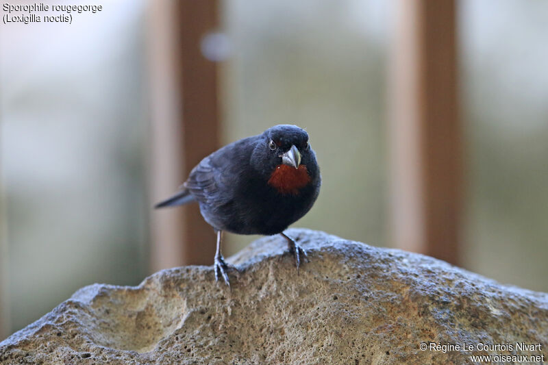 Lesser Antillean Bullfinch