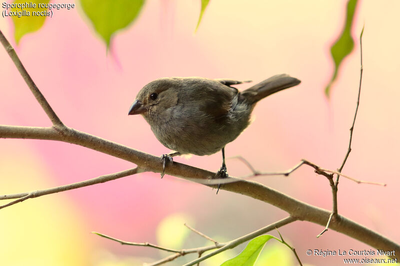 Lesser Antillean Bullfinch