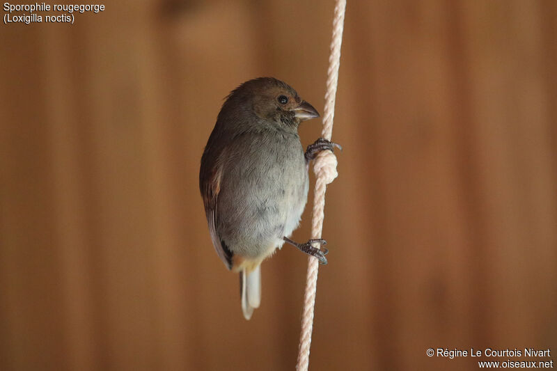 Lesser Antillean Bullfinch