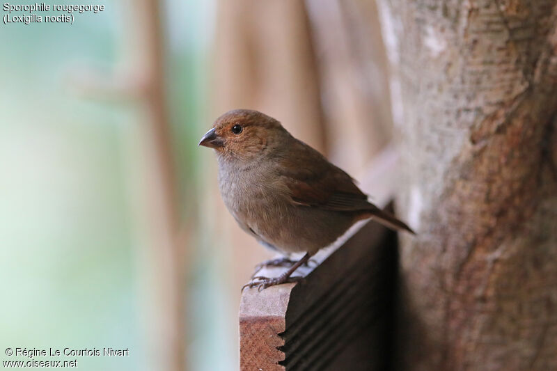 Lesser Antillean Bullfinch