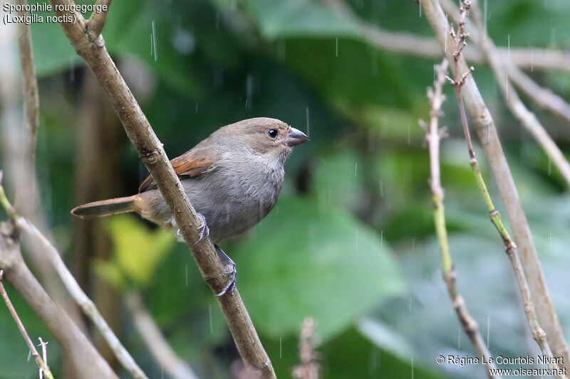 Lesser Antillean Bullfinch