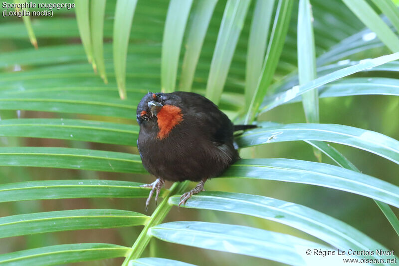 Lesser Antillean Bullfinch